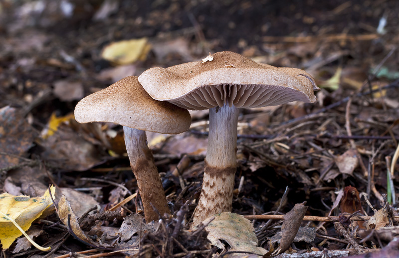 Cortinarius pholideus